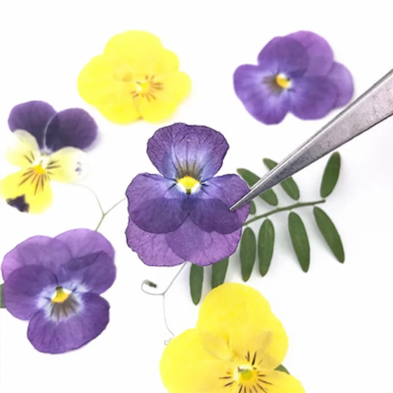 120 шт прессованный высушенный Viola триколор L. Цветочных растений Гербария для