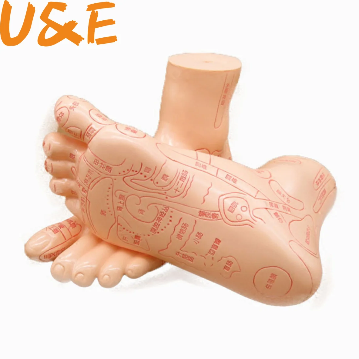 

19cm Foot reflex zone massage model, not acupuncture model, Chinese and English code TCM Feet Reflexology, 2pcs=1 pair