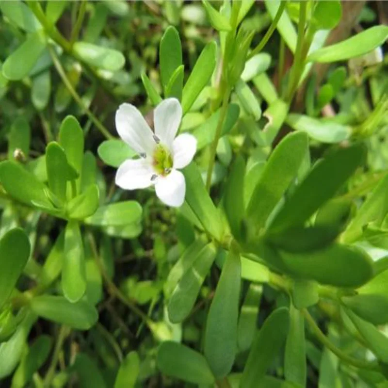 

100% Natural High Quality Bacopa Monnieri Extract Powder,Bacopa Monniera,Anti Epileptic and Memory Enhancing,Free Shipping