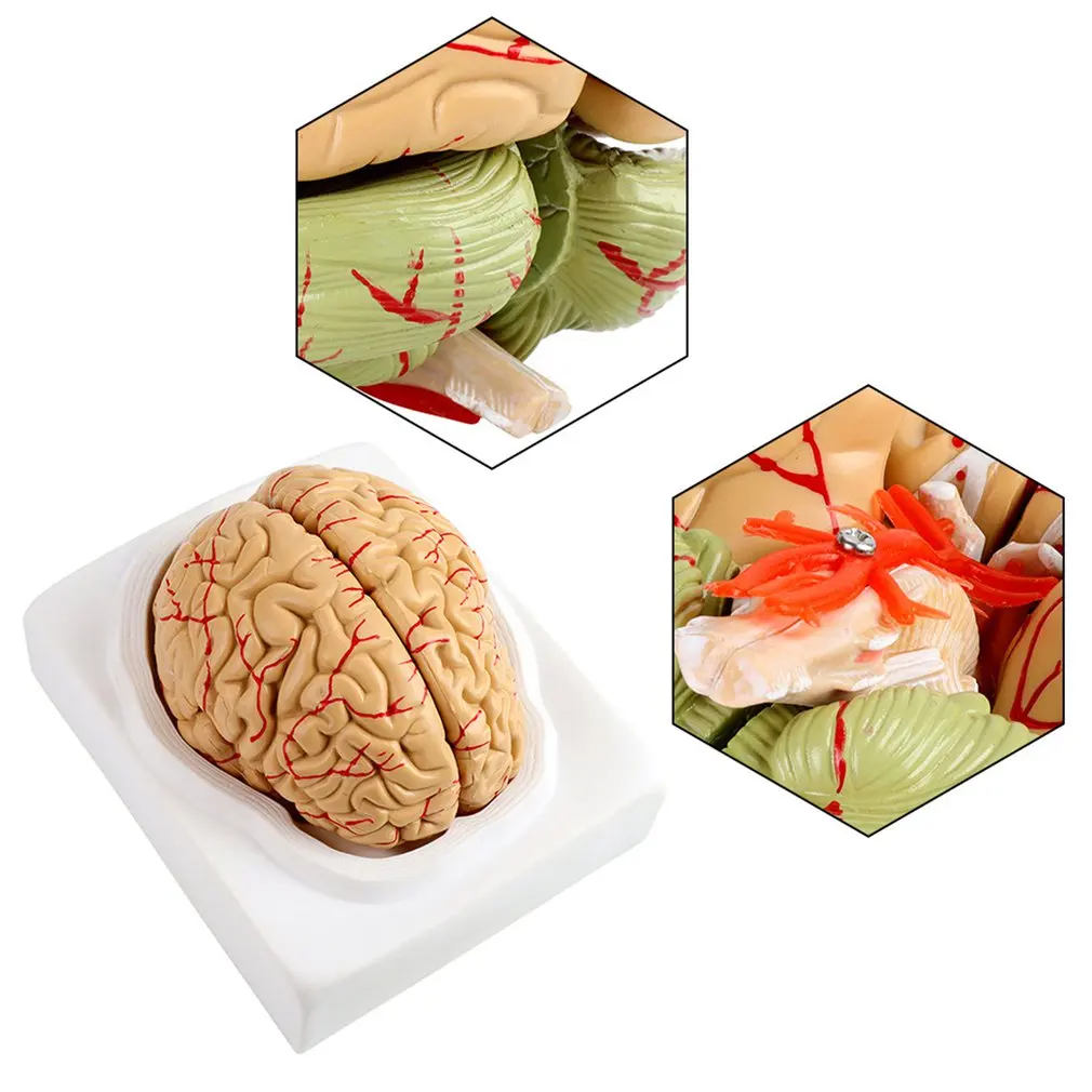 

Medical props model Free postage Disassembled Anatomical Human Brain Model Anatomy Medical Teaching Tool