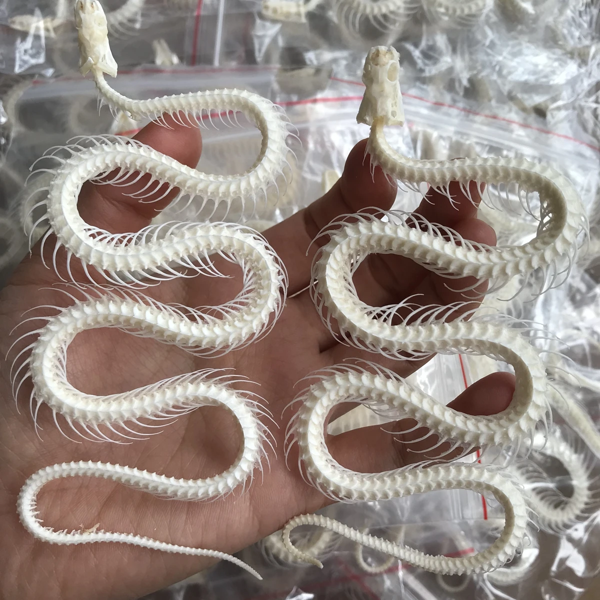 

1 Pcs Complete specimen of snake skeleton/ Real bone/Collection/Garden, water tank decoration/ 30~40cm