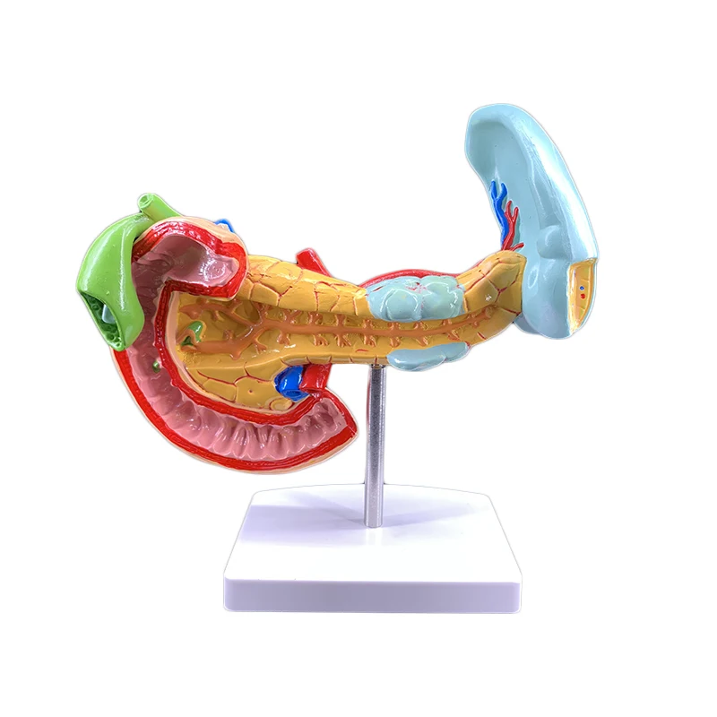 Больная поджелудочная железа селезенка печень желчный пузырь и duoцатиперстной