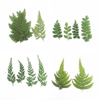 60pcs pressed dried flower natural fern leaf handmade herbarium for epoxy resin jewelry making makeup face nail art craft diy