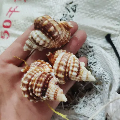 

5-6cm Rare species of conch shells, window decorations, fish tank landscaping, twisted conch specimens