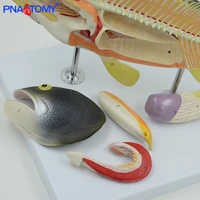 Fish anatomical model fish bone weever anatomy model animal model students studying tool detachable with base colored PNATOMY