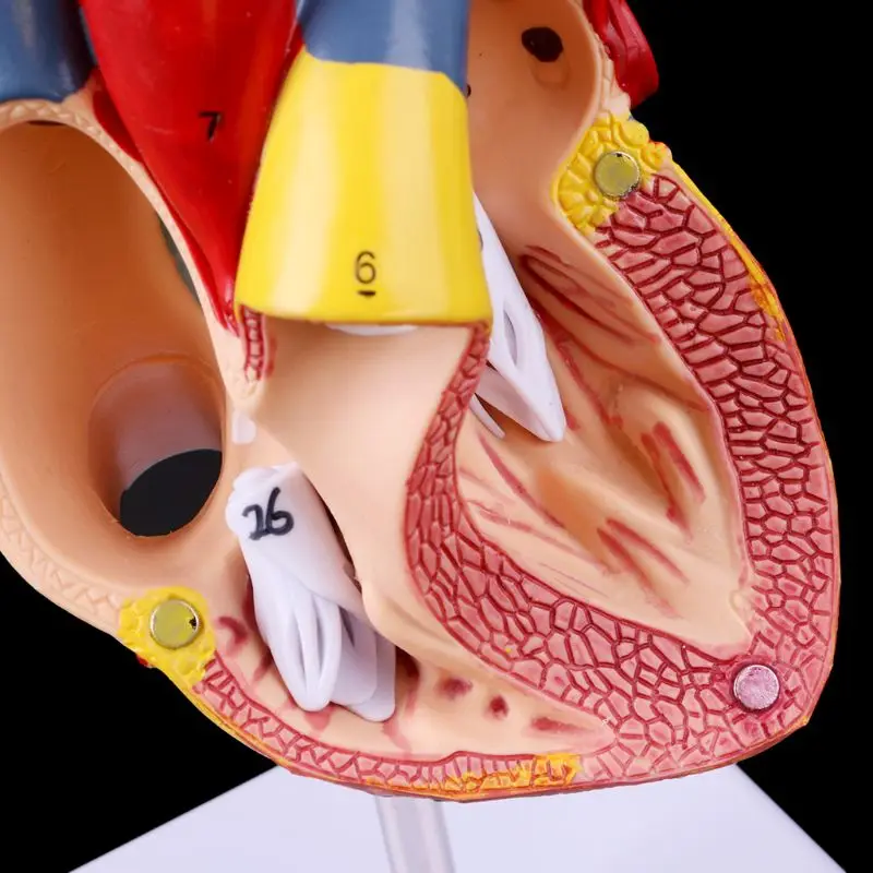 

Disassembled Anatomical Human Heart Model Anatomy Teaching Tool R91A
