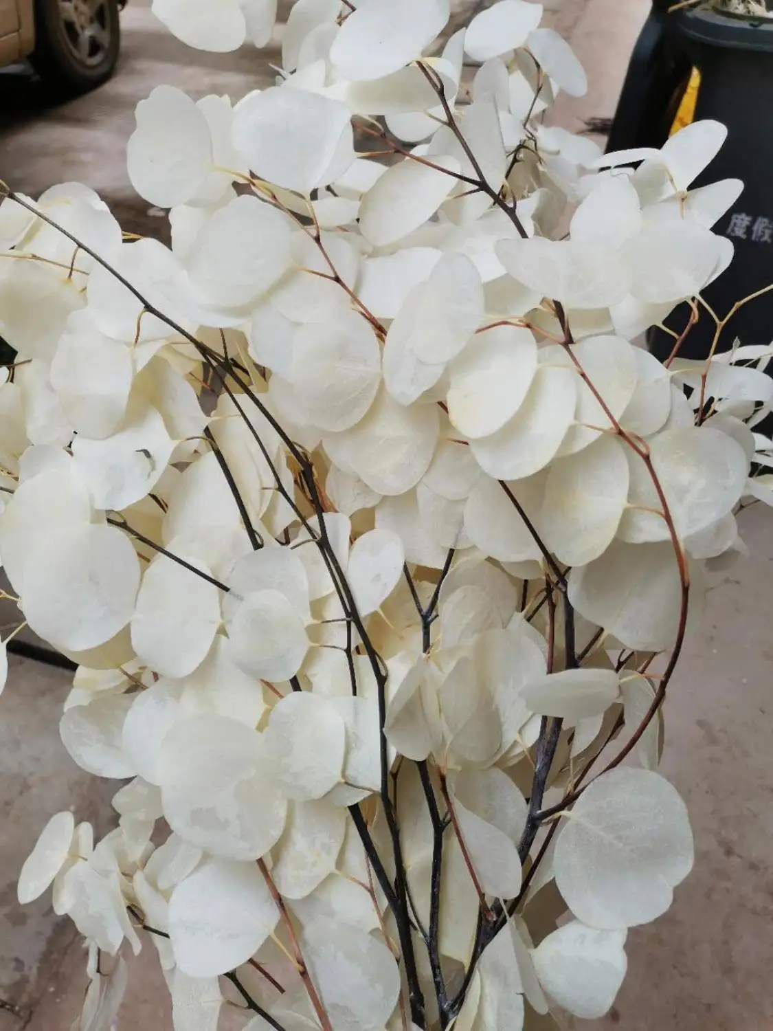 Цветные листья эвкалипта яблока Осенние круглые натуральные вечные 50 г