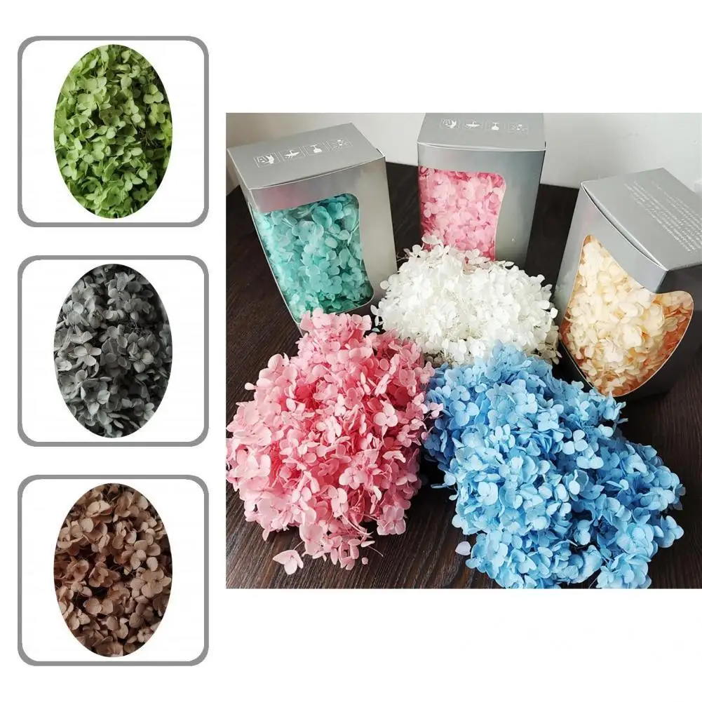 

Красивая Сохраненная сушеная Гортензия яркого цвета