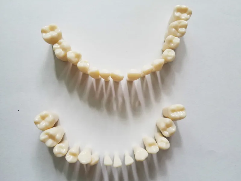 1:1 Стоматологическая лаборатория человеческих зубов в натуральную