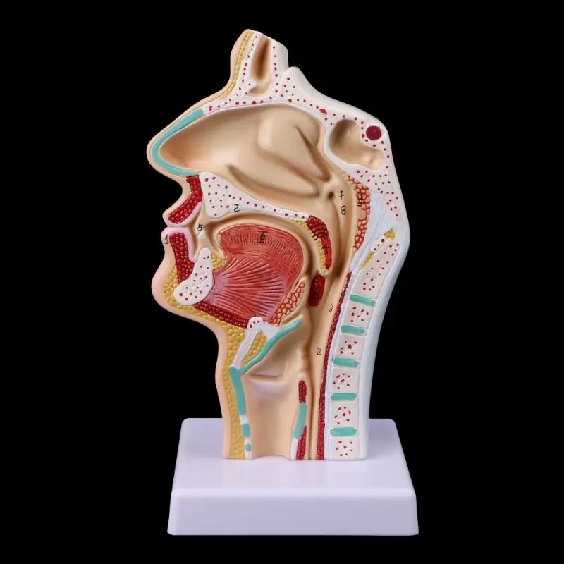 

Human Anatomical Nasal Cavity Throat Anatomy Model Teaching Tool R9JA