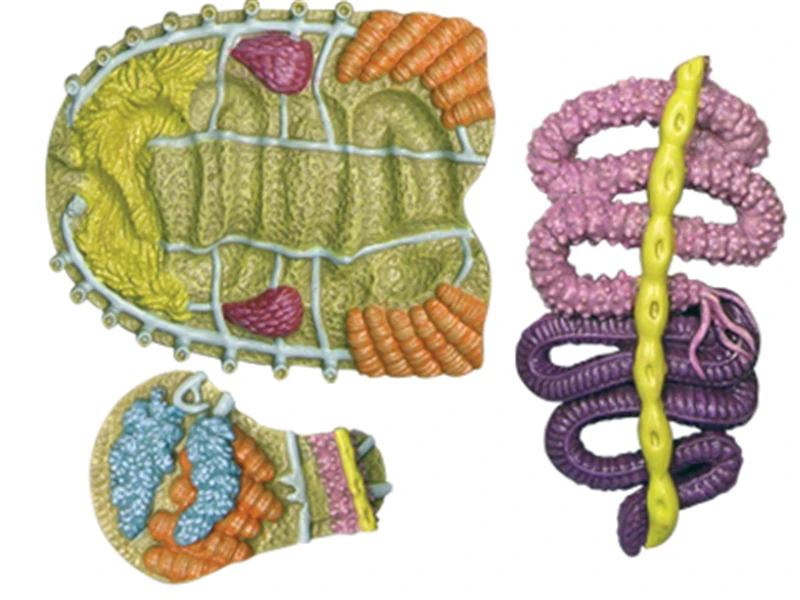 Животная биология анатомическая модель для медиков обучающая Геркулес Жук 4d