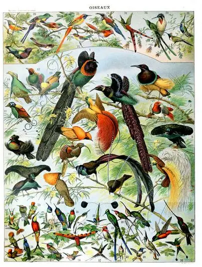 More Style Vintage Adolphe Millot Encyclopedia Birds Species Eggs Classic Art Film Print Silk Poster Home Wall Decor 24x36inch | Дом и сад