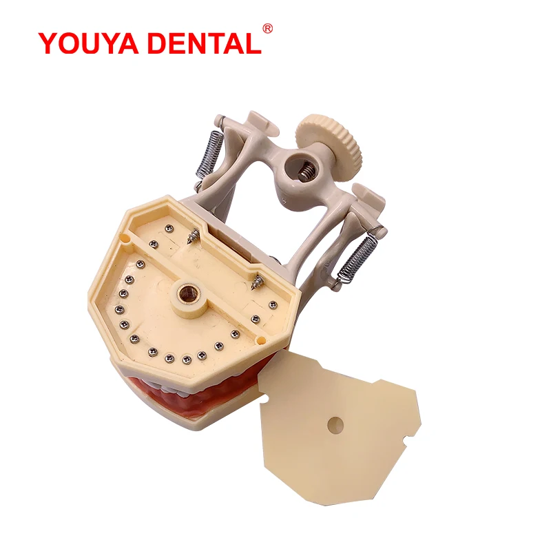 Стандартная модель зубных челюстей со съемными зубьями для обучения технику