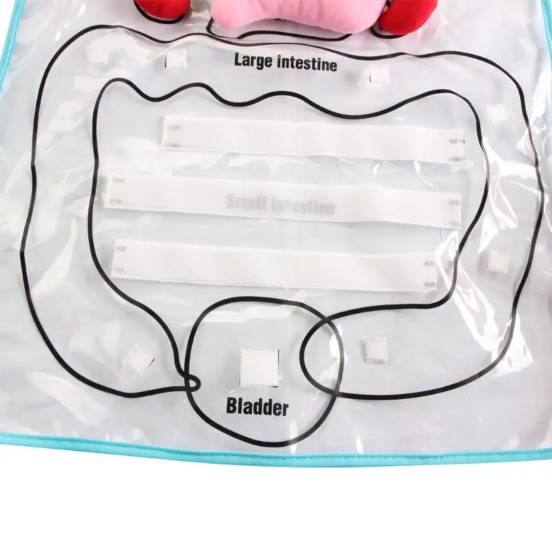

Anatomy Organs Apron Human Body Organs Aware Early Educational Toy Teaching Aids P31B