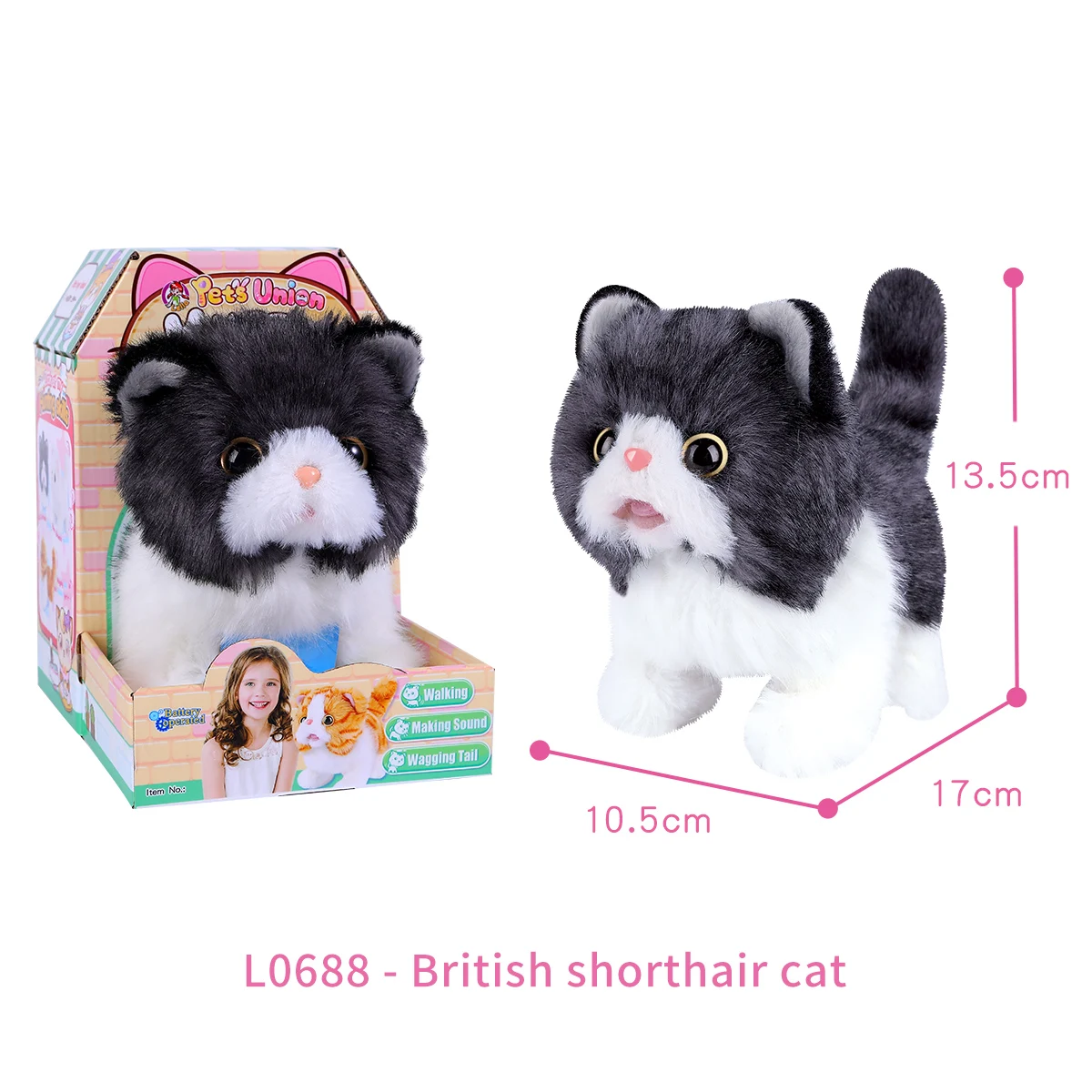 

British shorthair cat