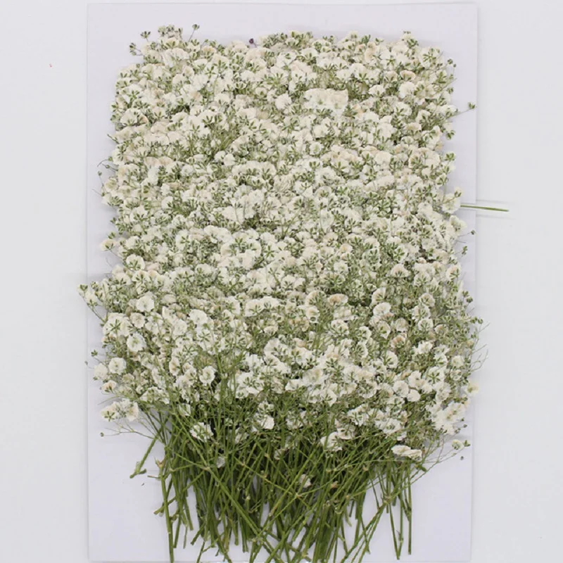 

120 Pcs Natural Gypsophila Dried Flowers Small Flowers Bouquet Dry Flowers Press Mini Decorative Photography Background Decor