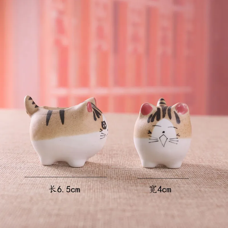 Фотофон для фотографий суккулент |