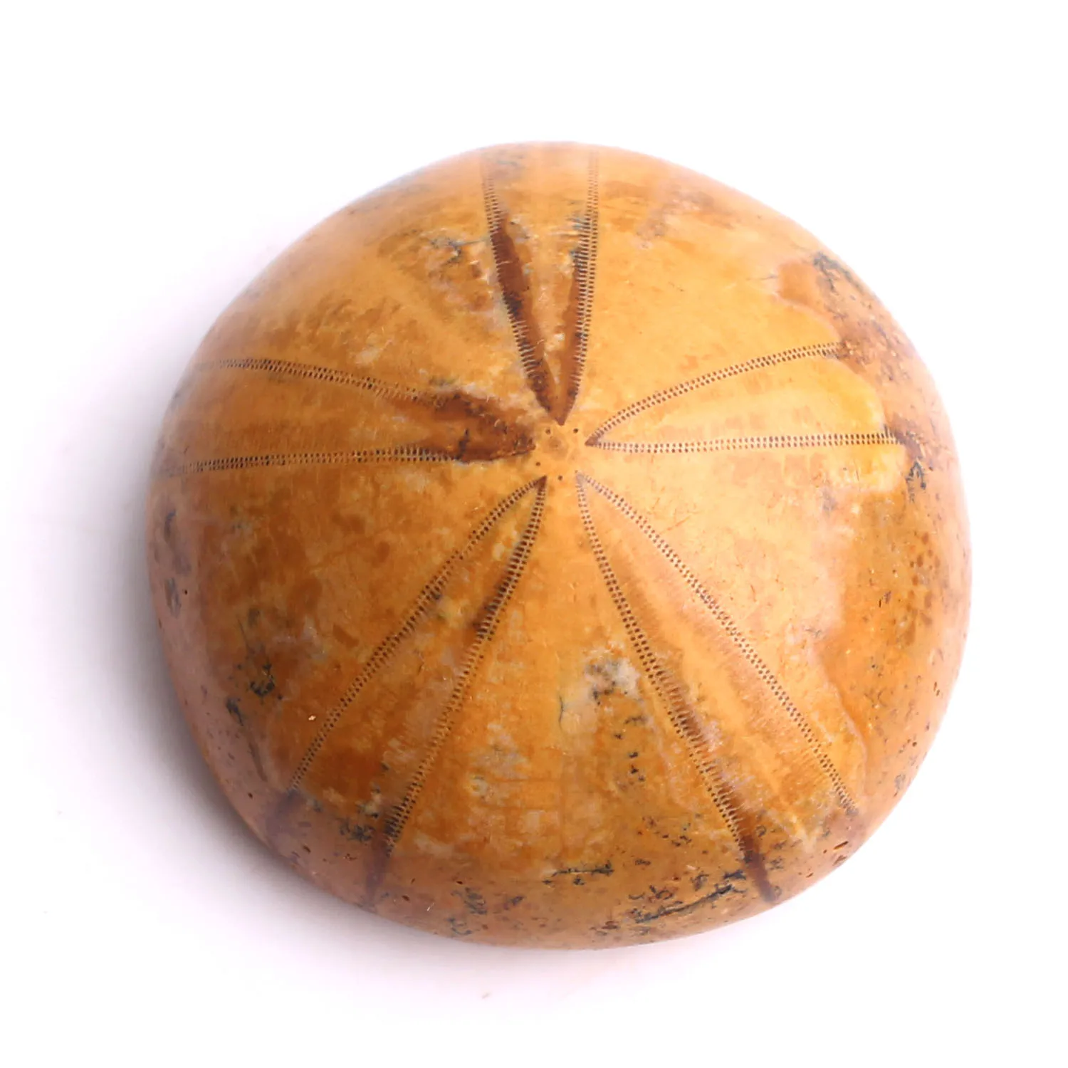 1 шт. высококачественный натуральный образец морской звезды разных размеров