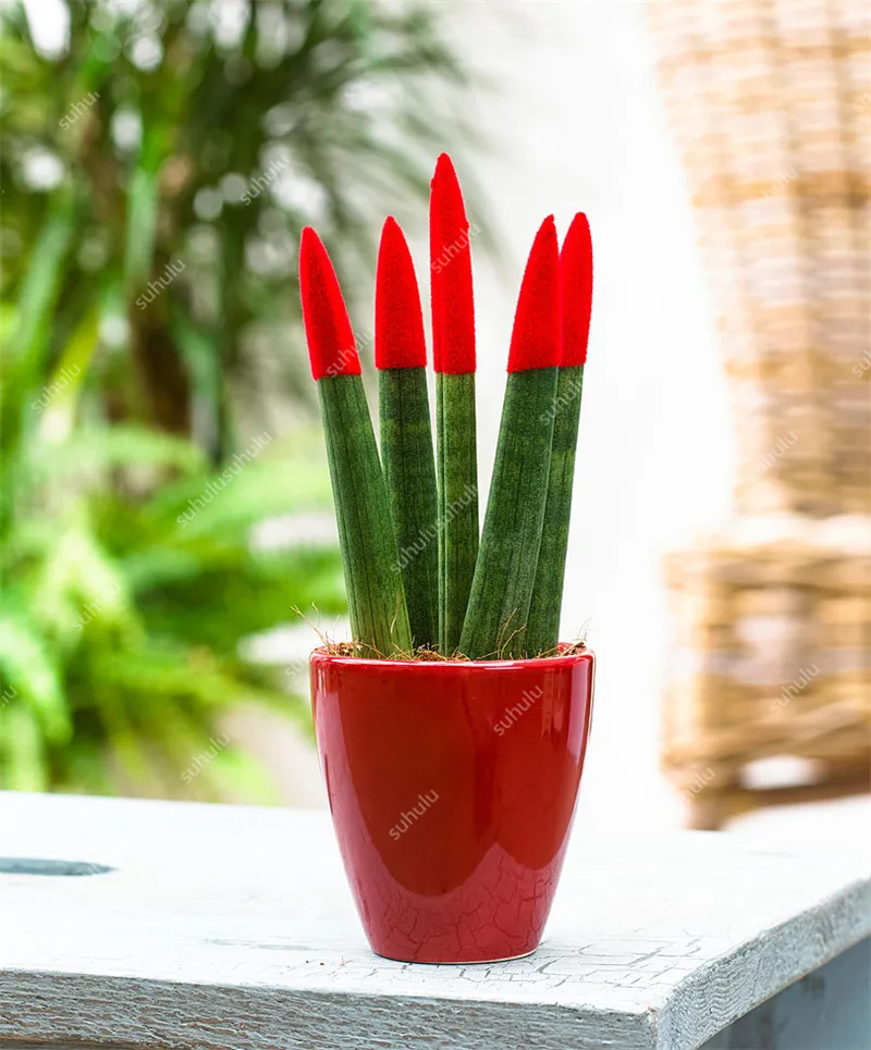 100 шт. искусственная сансевиерия| |