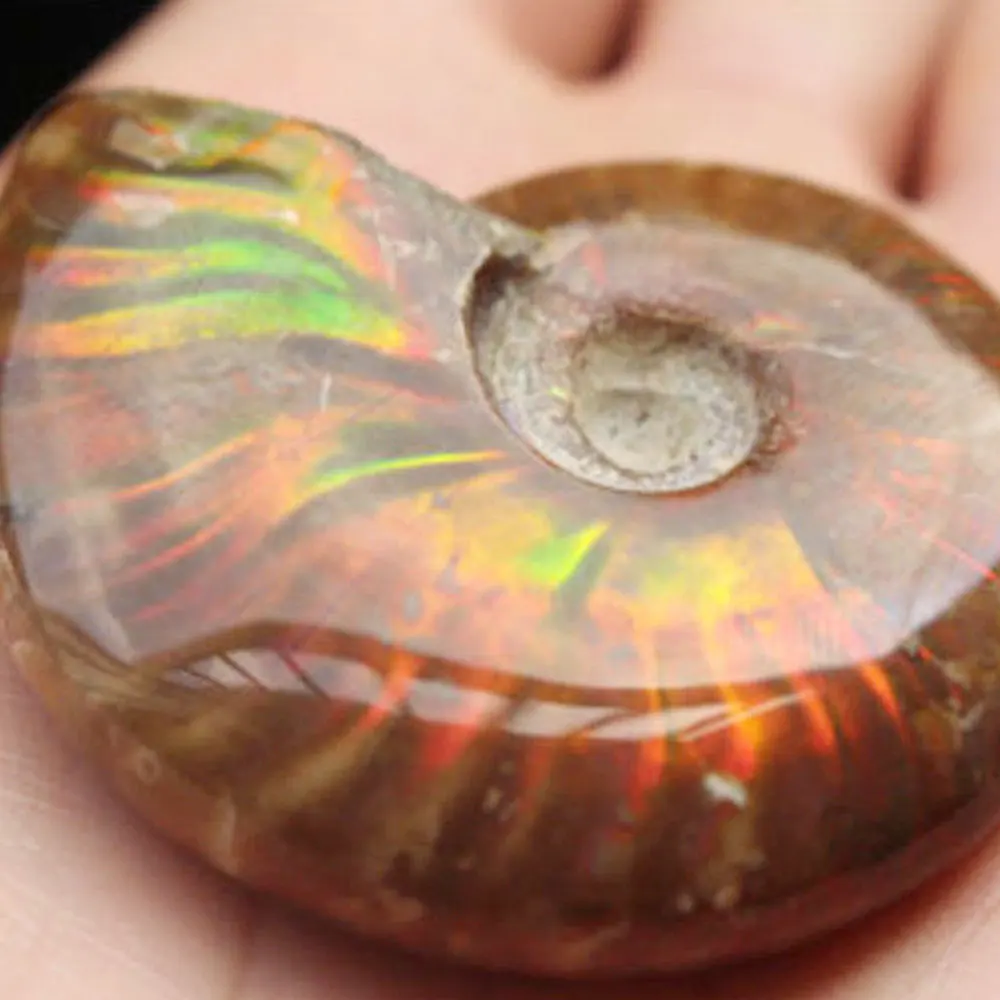 5 шт. натуральный пятнистый Улитка ископаемого передачи Аммонит раковины