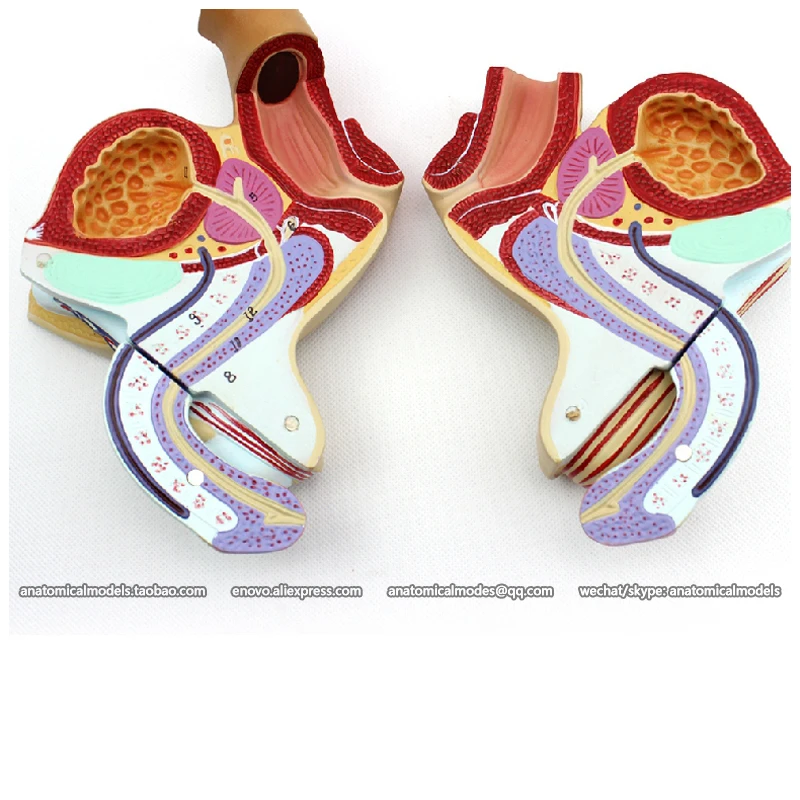 

12447 / Male Genital Organ - 4 Parts Anatomy Model, Medical Science Educational Teaching Anatomical Models