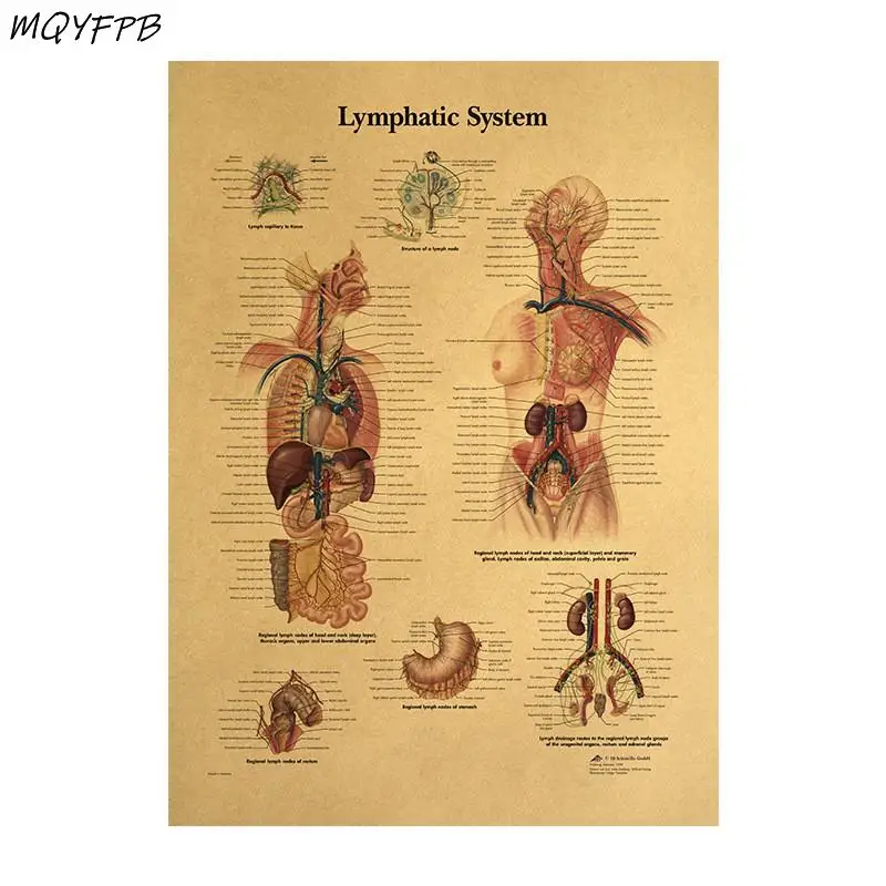 

Human Body Structure DiagramLymphatic SystemKraft Paper Wall Poster Household Goods 42x30cm