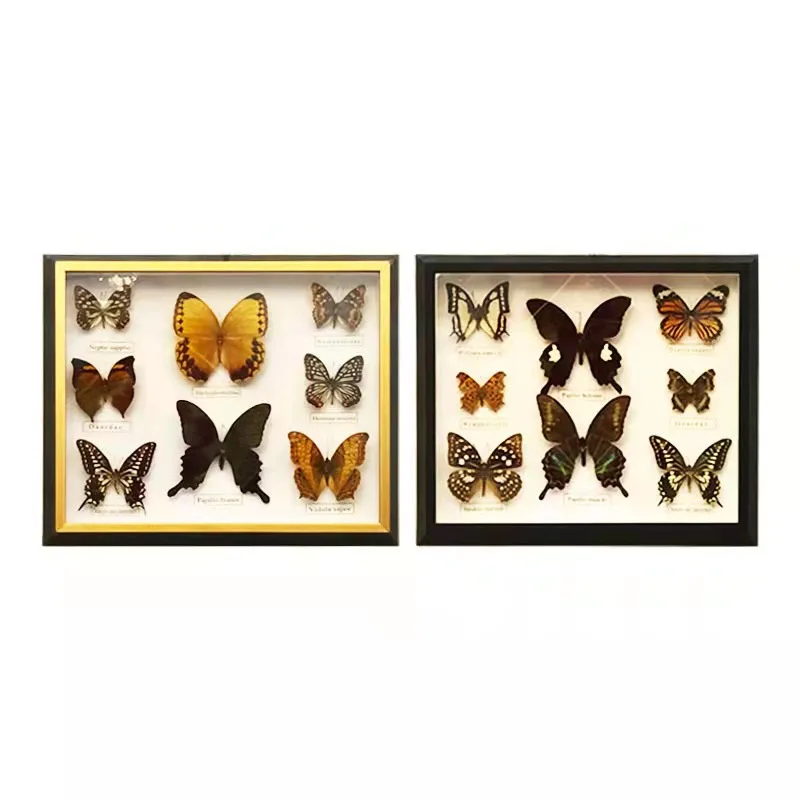 1 set of 8 pcs Real Specimen butterfly specimen photo frame craft gift home decoration decoration home decoration