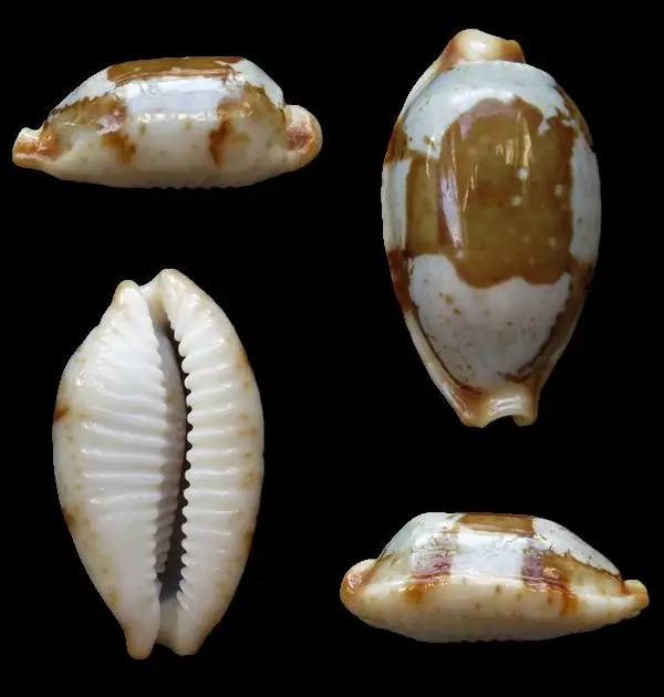 

1 pc Bistolida stolida Chinese Sea Snail Natural Shell Fish Tank Landscape Design Home Decoration Scallop Fish Specimens