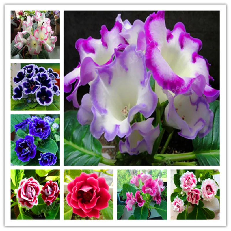 Герань 100 шт Декоративные искусственные кашпо|Декор места обитания| |