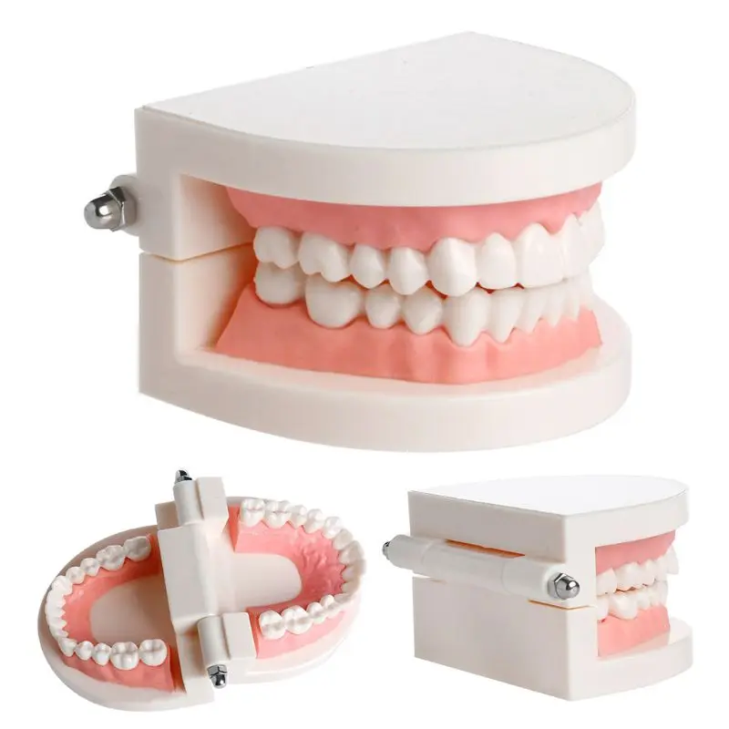 

New Adult Standard Dental Teaching Study Typodont Demonstration Teeth Model Dropshipping