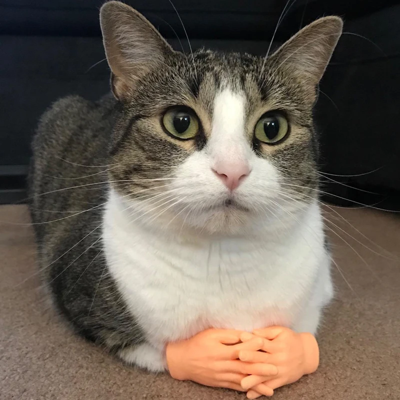 2/10 Pcs/pet игрушечная перчатка мини пальцы с маленьким котиком для наружных
