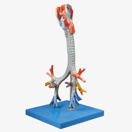 

Anatomical Larynx, trachea and bronchial tree model