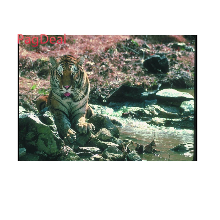 HD Декорации для аквариума дерева тигра|Декорации| |