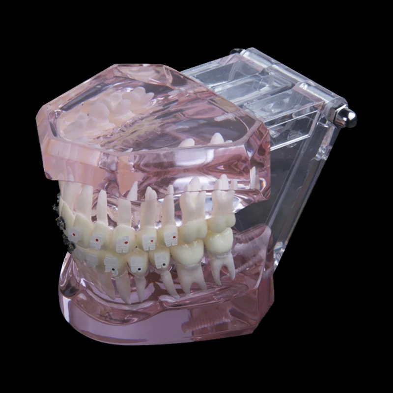 Стоматологическое лабораторное оборудование стоматологическая анатомическая