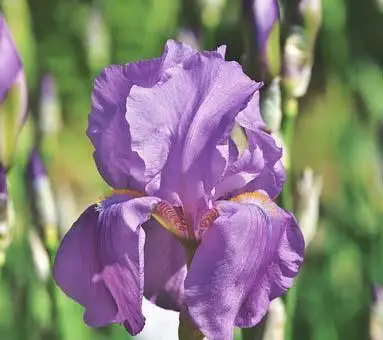 

10 Iris Bulb Perennial Strong Roots Greening Hardy Decoration Rare Species Easy To Plant Flower Roots Planting Bulbs Home Garden