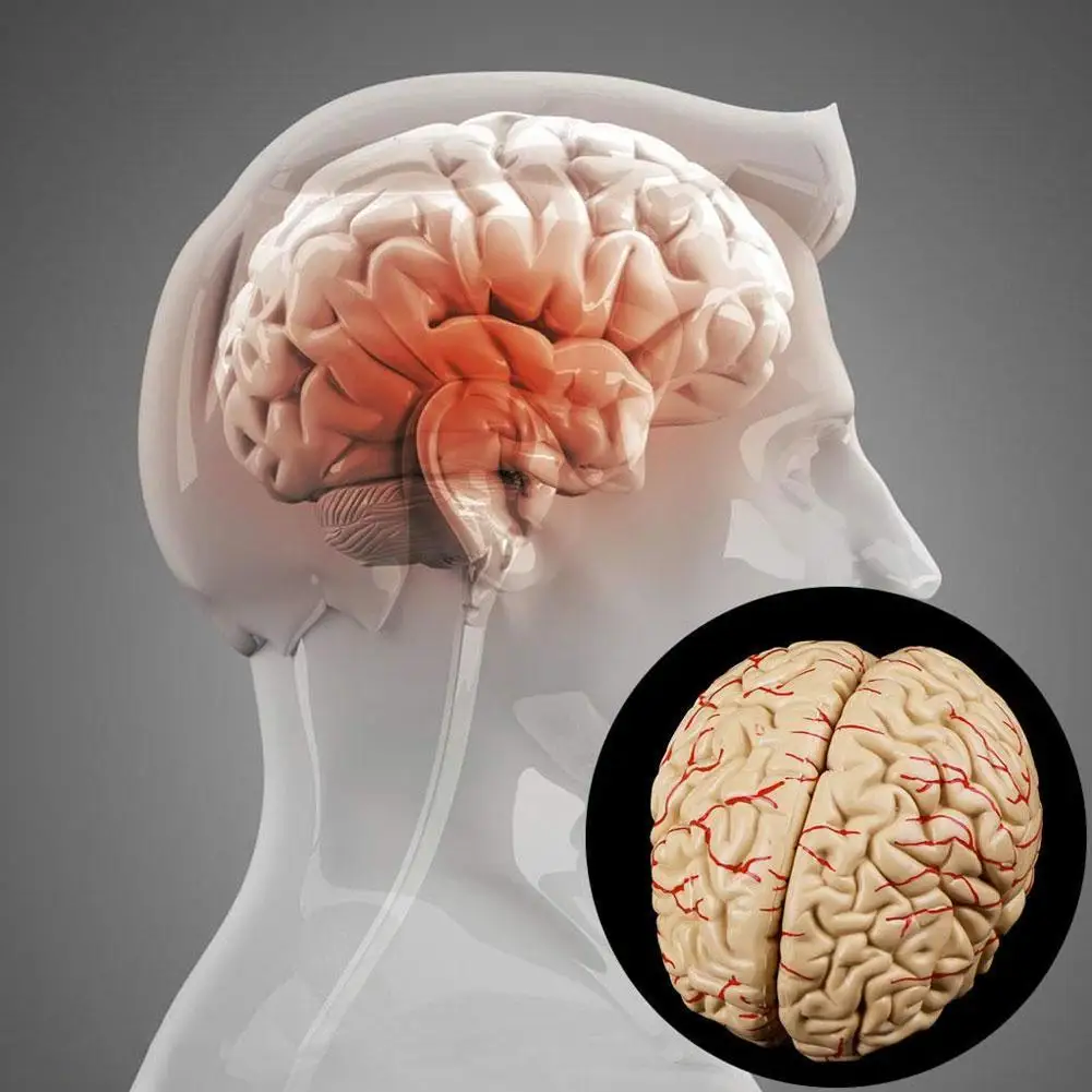 

Medical Props Model Postage Disassembled Anatomical Medical Brain Tool Teaching Human Anatomy Model S3J3
