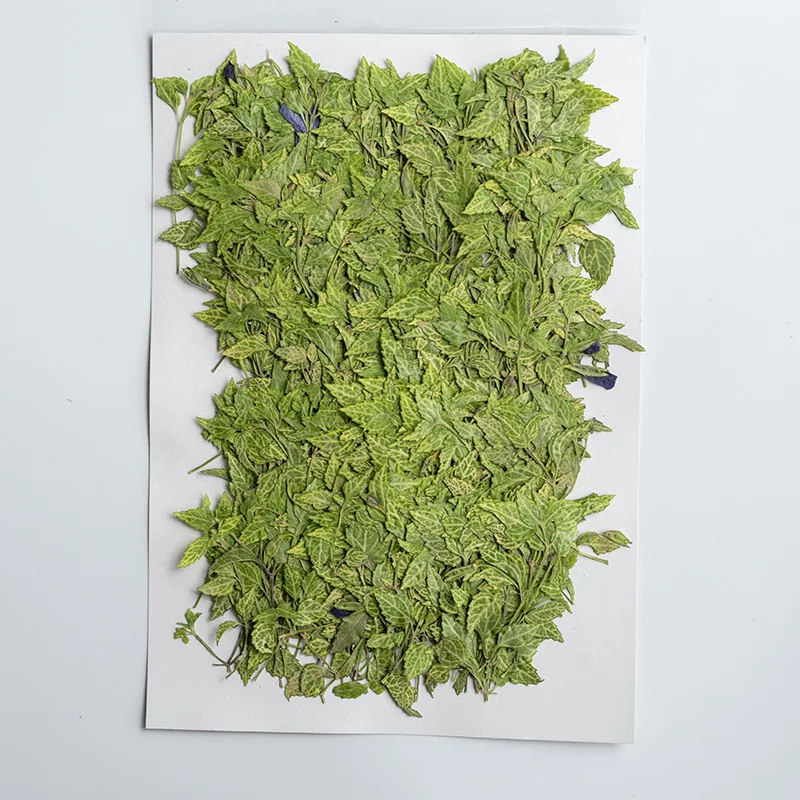 Buy 250 قطعة ضغط المجففة زهرة الأخضر ورقة مع الجذعية هيرباريوم ل يشكلون مسمار الفن مجوهرات المرجعية جراب هاتف بطاقة DIY بها بنفسك