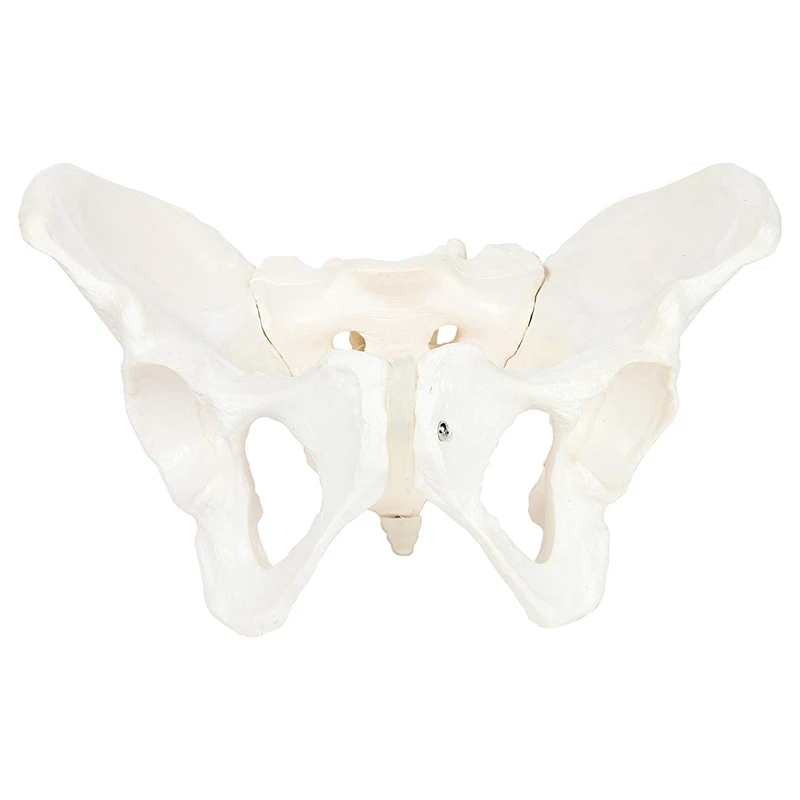 Female Anatomy Pelvis Pelvic Skeleton Throat Anatomical Skull Sculpture Head Body Model |