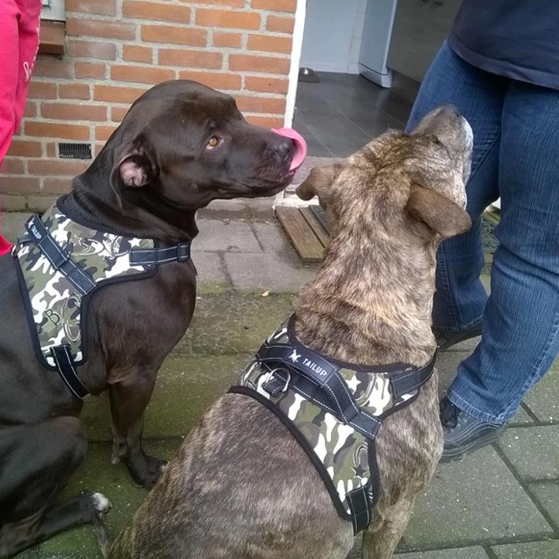 Светоотражающий ошейник для больших собак K9 свинцовый жилет маленьких и щенков