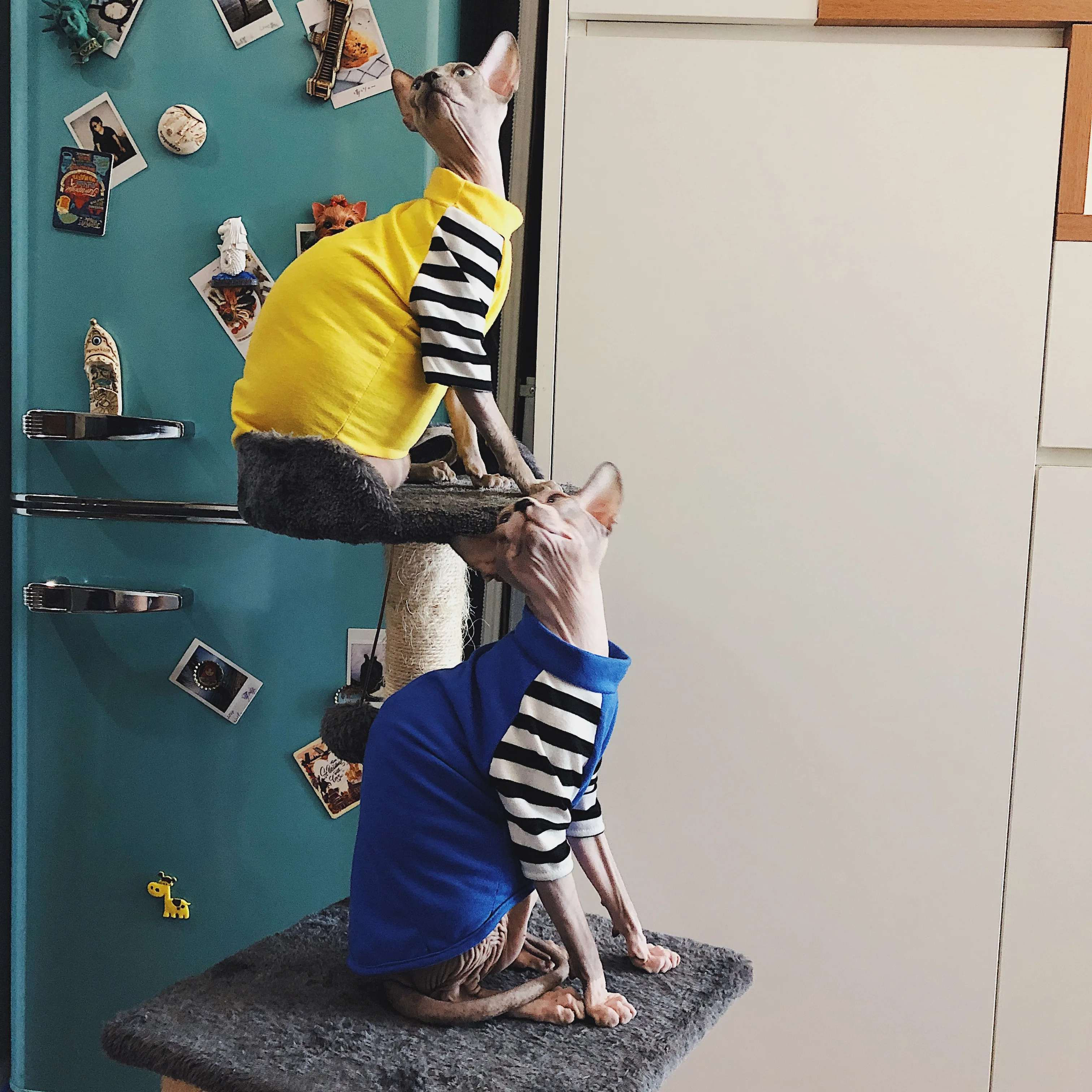 Одежда для сфинкса одежда кошек без волос женская фото чихуахуа йоркширского