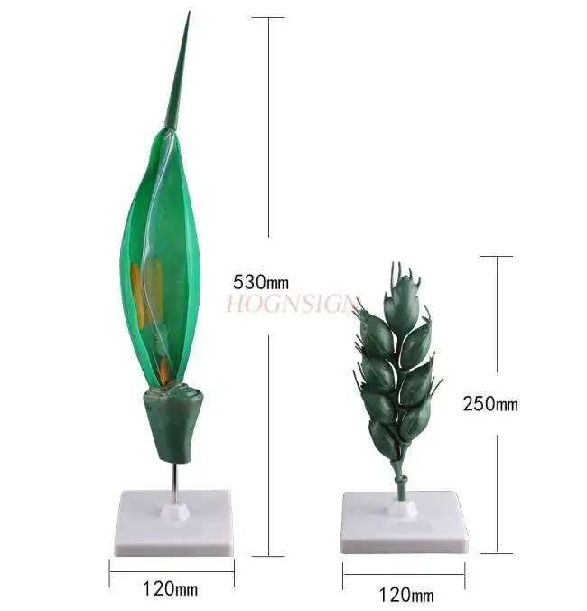 

Wheat flower model removable plant cell seed bud structure leaf embryo development wheat simulation model wheat spike model