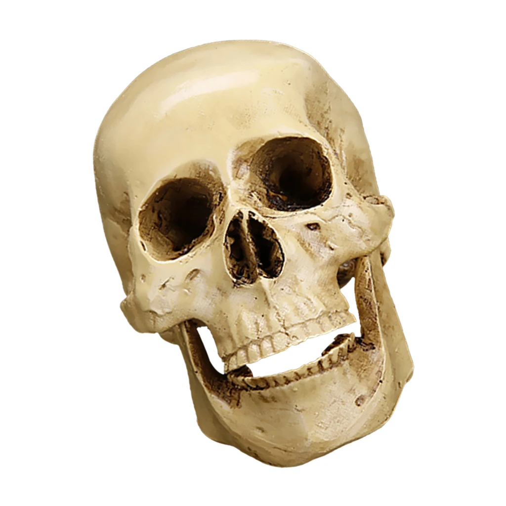 

Resin Skull Figurine Head Model Crafts 11 X 8.5 X 6.5cm