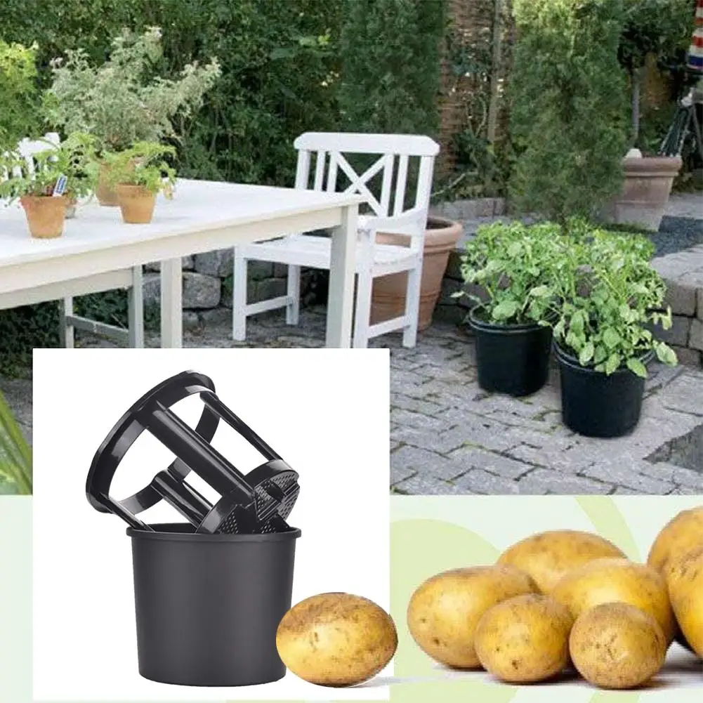 Горшок для картошки сладкий картофель имбирь арахис балкон домашний сад