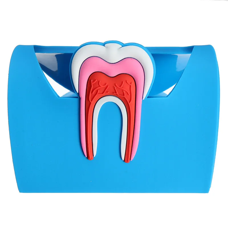 1Pc Storage Stand for Dental Clinic Cute Name Card Holders Rubber Teeth-Shape Molar Shaped Phone Display Dentist Gift |