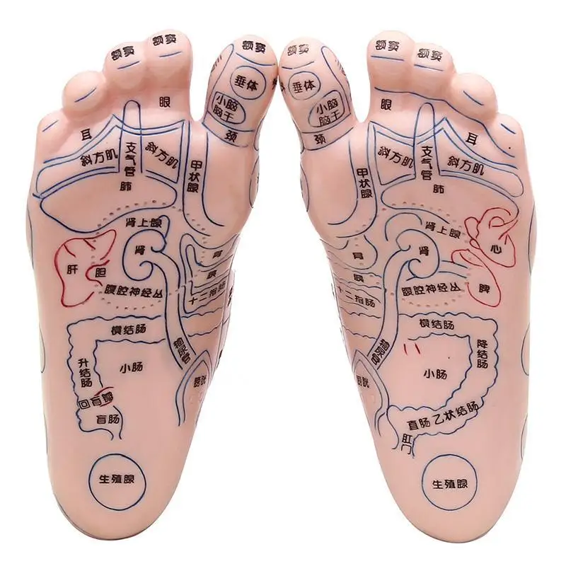 Акупунктурная точечная модель для ног акупунктурная и китайская медицинская