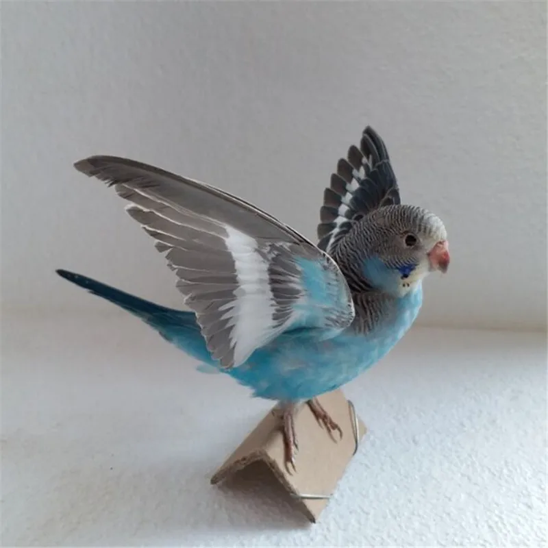 

Taxidermy Animal stuffing Eurasian Blue colour Melopsittacus undulatus Budgerigar Budgie Parrot specimen Teaching Decoration