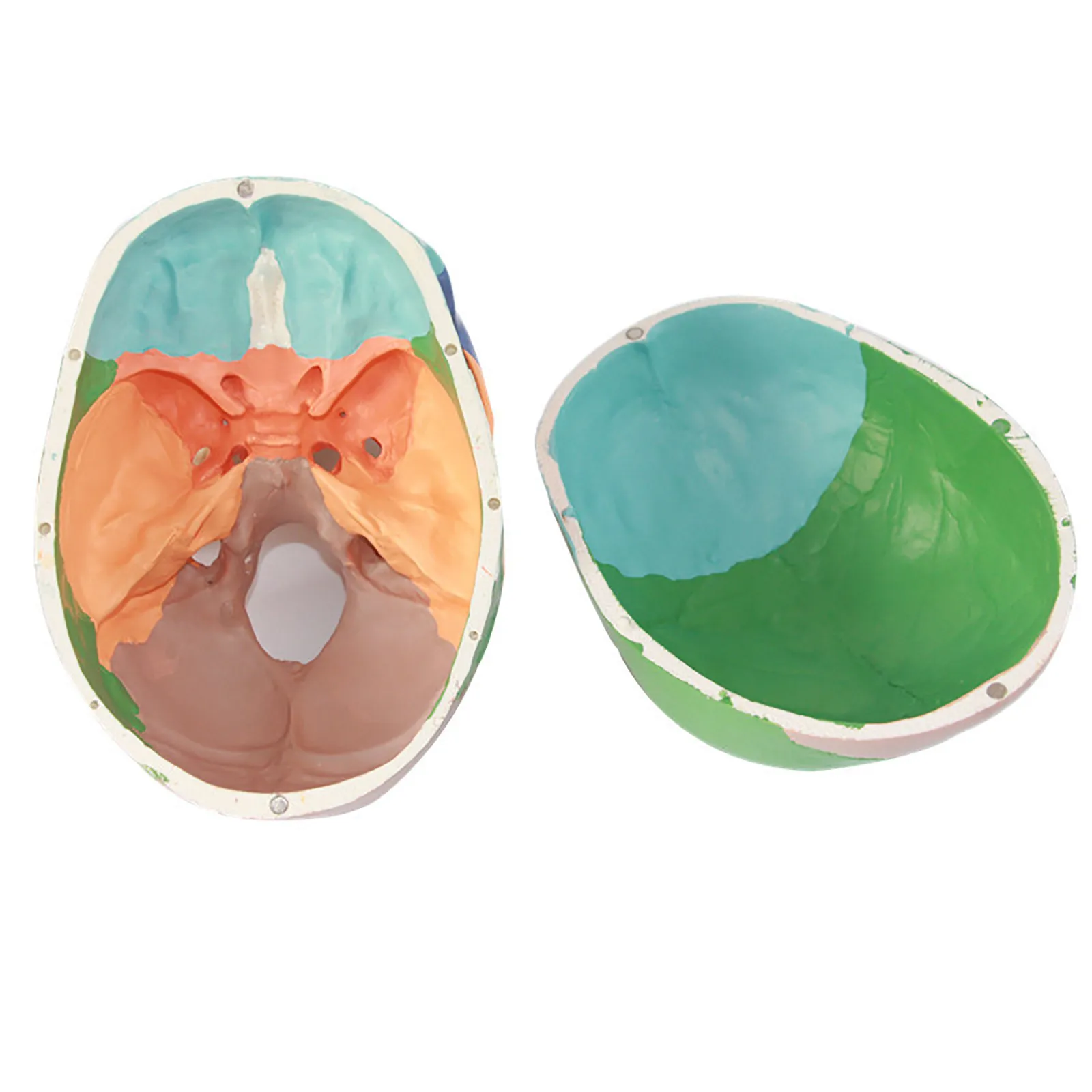 Модель человеческого черепа 1:1 анатомическая Анатомия обучающая поставка |