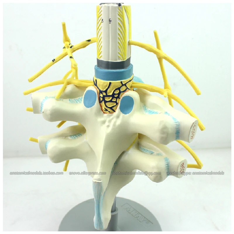 12389/пластмассовая модель спинного мозга грудного отдела позвоночника