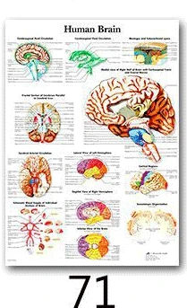 71 Анатомия человека, система мышц, художественный плакат, печать, карта тела, шелковые настенные картины для медицинского образования, домашний декор, новинка - Цвет: 71