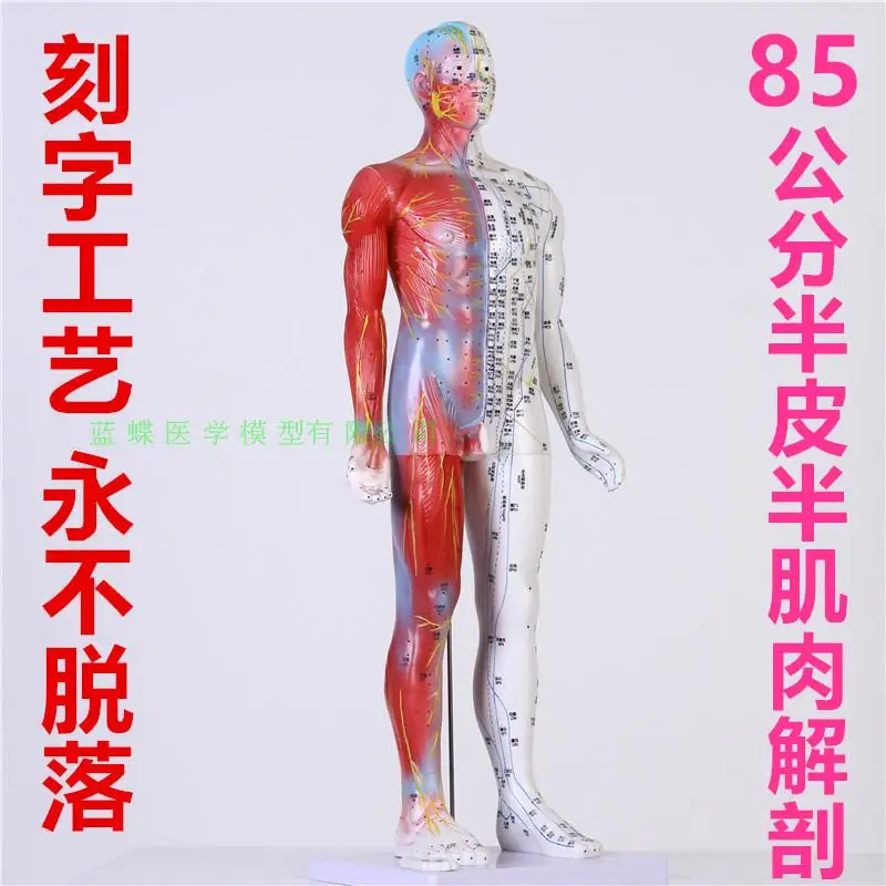 85cm human acupoint acupuncture and moxibustion massage teaching model semi-cutaneous and semi-muscular meridian anatomy model